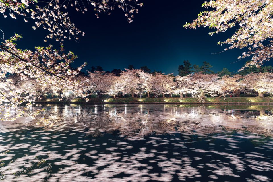 桜の花が散るのを見て美しい