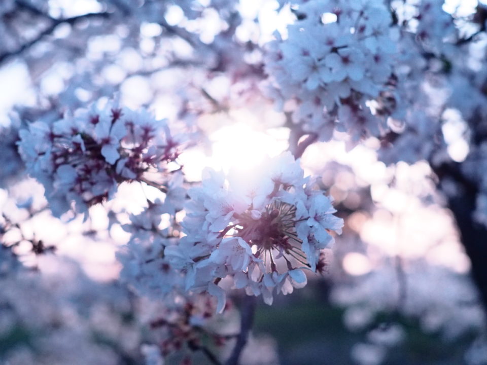 花びら舞う桜。おいしいとは何か？、美意識とは何か？