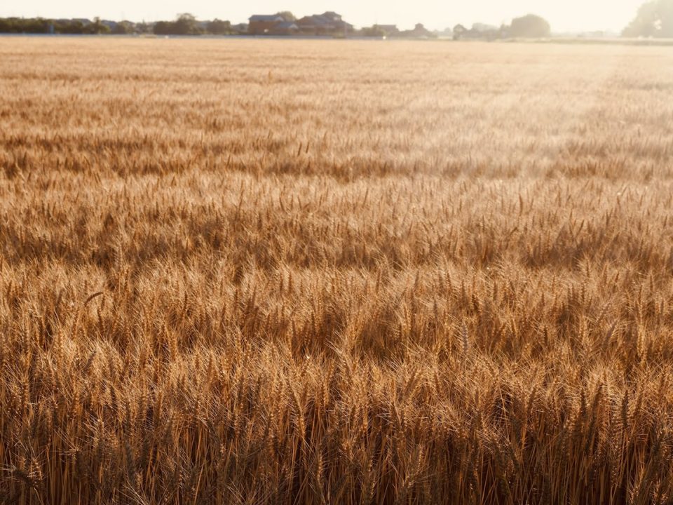 筑後の自然：一面の麦畑