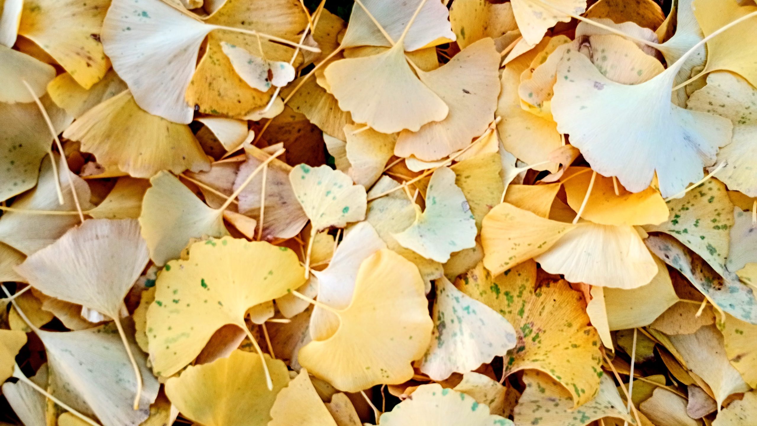 不二家の近くにある小田宝満神社の境内から