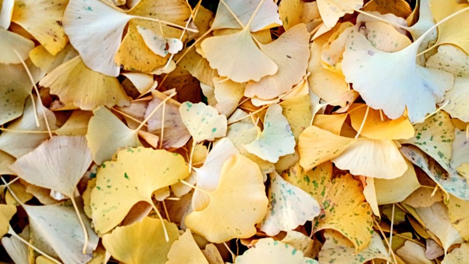 不二家の近くにある小田宝満神社の境内から